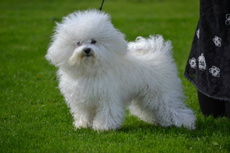 Bichon shop bolognese kennel